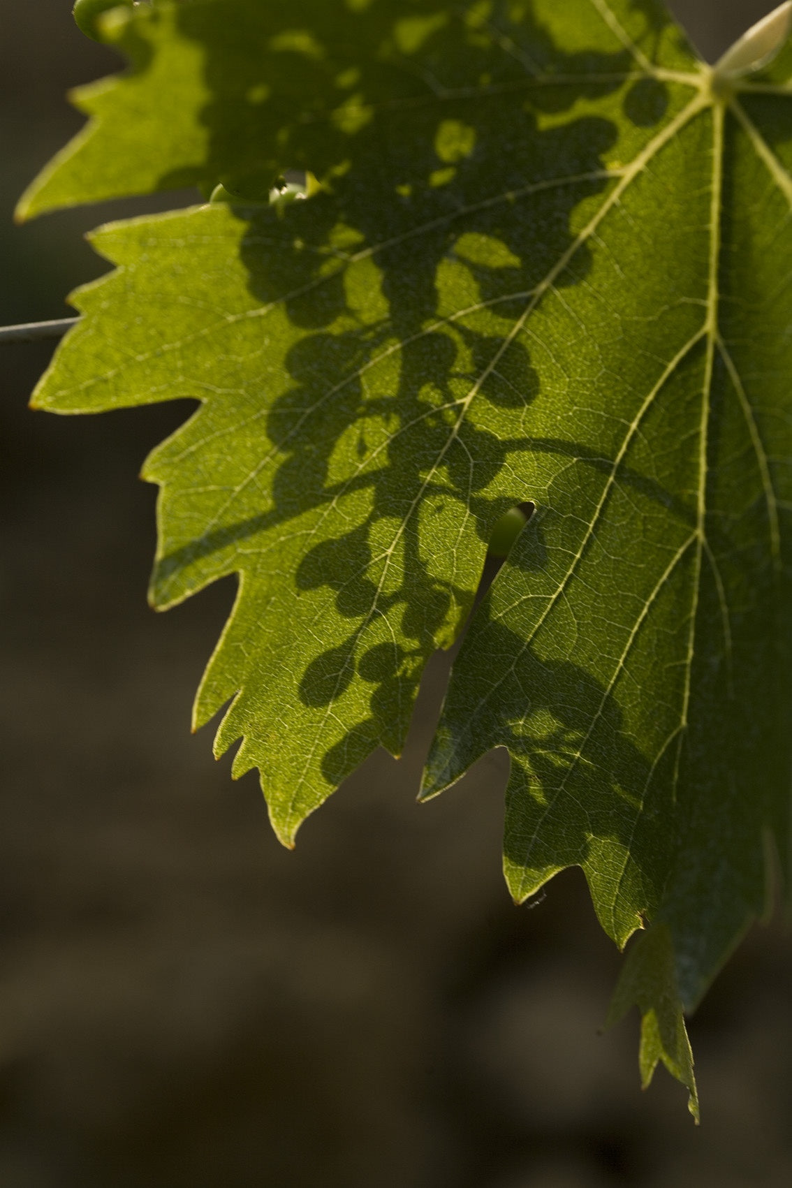 Technology & nature: the new era of intelligent skincare